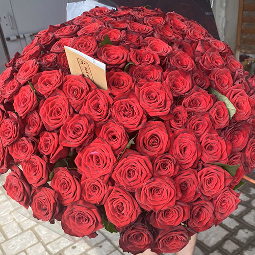 метровые красные розы фото