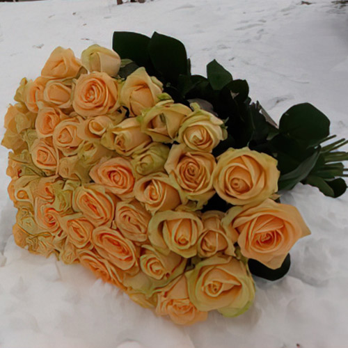 101 кремовая роза в Одессе фото