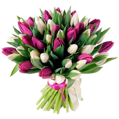 Фото товара 51 бело-пурпурный тюльпан (с лентой) в Одессе