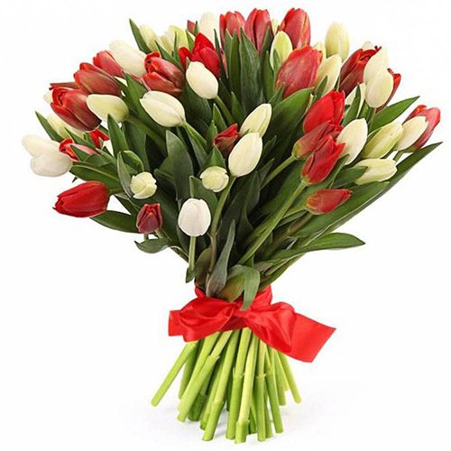 Фото товара 51 красно-белый тюльпан (с лентой) в Одессе